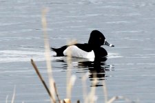 2012.02.27 - Ring-necked Duck.JPG