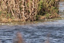 2012.09.01 - Spotted Crake (next to the Moorhen honest).JPG