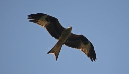 2018.04.21 - Red Kite.jpg