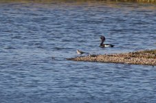 2018.05.13 - Spotted Sandpiper.JPG