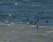 Barnacle Goose_Girdle Ness_100520d.jpg