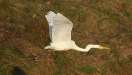 2017.01.21 Great White Egret.jpg