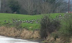 2018.01.13 Barnacle Goose amongst Canadas.jpg