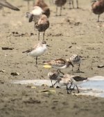 IMG_9830 Spoon-billed Sandpiper @ Mai Po.JPG