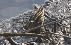 2018.03.04 Jack Snipe.jpg