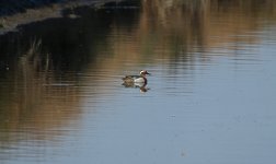 2019.03.25 Garganey.JPG