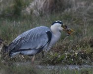 Grey Heron_Torry_190320a.jpg