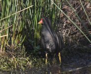 Moorhen_Torry_190320a.jpg