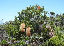 BF Banksia thread.jpg