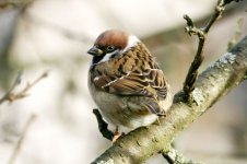 Tree_Sparrow_garden_2.jpg