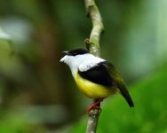 white collared manakin3.jpg