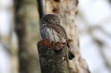 Pygmy_Owl_lab_2.jpg