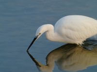 Little Egret.jpg