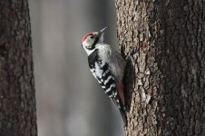 White-backed_Woodpecker_lab_10.jpg