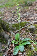 platanthera.jpg