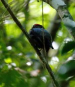 lance tailed manakin.jpg