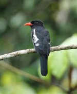 black nunbird.jpg