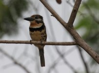 russ thr puffbird.JPG