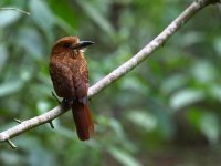 white whiskered puffbird.jpg