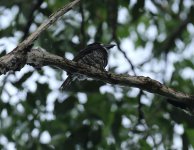 guianan puffbird.jpg