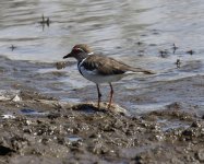 three banded plover.JPG