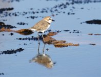 kentish plover.jpg