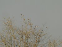 13 Tree Sparrows.jpg