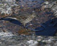 Rock Pipit_Girdle Ness_200320b.jpg