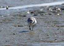 wrybill front on view.JPG