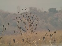 16 Roosting birds.jpg
