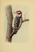 Woodpecker, downy (Eckstrom).jpg