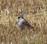 Calandra lark.jpg