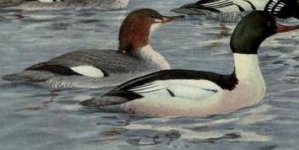 Common Mergansers.jpg