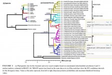 S-tL & Sand L species tree.jpg