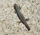 BF South-western Spectacled Rock Skink thread.jpg