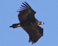Black Vulture_4941.jpg