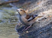 Hawfinch_5642.jpg