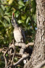 20200108 (4)_African_Grey_Hornbill.JPG