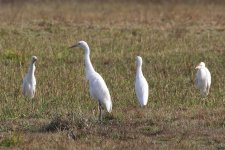 20200108 (13)_Intermediate_Egret_and_Cattle_Egrets.JPG