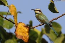 20200108 (25)_White-throated_Bee-eater.JPG