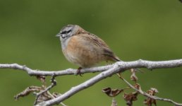 Rocky Bunting 11 5.JPG