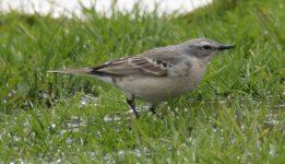 Water pipit 11 5.jpg