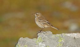 waterpipit.jpg