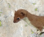 stoat.jpg