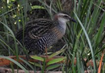 BF Buff-banded Rail thread.jpg