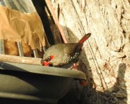 BF Red-eared Firetail thread.jpg