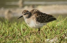 IMG_0223 Long-toed Stint @ Shui Hau.jpg