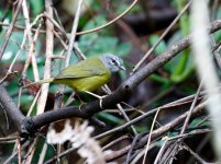 xxx white lored warbler.JPG