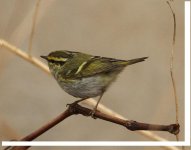 Pallas's Warbler-2.jpg