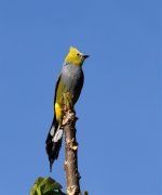 long tailed silky2.jpg